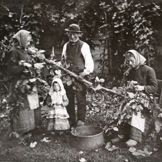 Hop picking